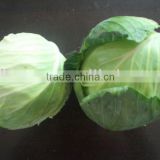 2kg shouguang fresh green round cabbage