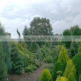 Ornamental Garden Trees, Conifers And Bushes