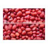 China Adzuki Bean thumbnail-1