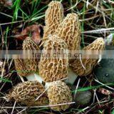 Detan Dried Morels ,whole ,slices, thumbnail-5