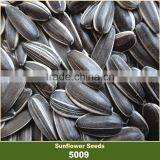 Confectionary White Striped Black Sunflower Seed in Shell