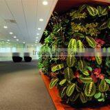 Indoor Green Wall Succulent Plant or Leafy Plant Combination With the Soft Foam Backing thumbnail-3