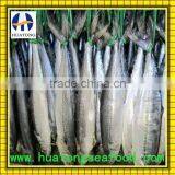 Spanish Mackerel Frozen Mackerel thumbnail-1