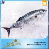 Best Quality Reasonable Price Frozen Bonito Sarda Sarda thumbnail-2