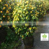 Citrus Mitis ( Citrofortunella Microcarpa) 100cm thumbnail-1