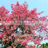 Chorisia Speciosa Tropical Trees