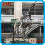 Dinosaur Skeleton Replicas