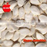 Shine Skin Pumpkin Seeds & PUMPKIN SEEDS GWS AA 9cm 9mm 10 cm up 10 mm up 11cmup 11mm up 12cm up 12mm up thumbnail-3