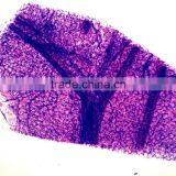 Zoology Animal Histology Prepared Slides for Microscopes thumbnail-1
