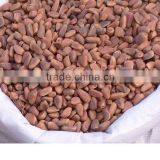 Chinese Pinenut in Shell, Red Pine Nut