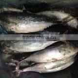 Frozen Bonito Fish for Bait thumbnail-1