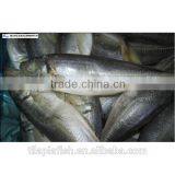 Frozen IQF Jack Mackerel for Can thumbnail-1