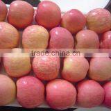 Yantai Apple thumbnail-6