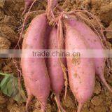 Fresh Sweet Potato Yellow Potato thumbnail-1