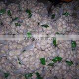Common Cultivation Liliaceous Vegetables Fresh Garlic With High Quality thumbnail-6