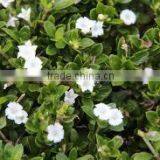 Serissa Foetida Double Serissa Double Flowered