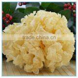 Chinese White Jelly Fungus thumbnail-1
