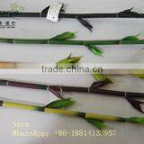 Indoor Foliage, Dracaena Sanderiana,Lucky Bamboo thumbnail-2