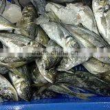 Horse Mackerel . thumbnail-1