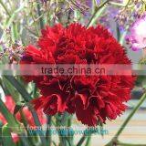 Decorative flowers Mastor carnation flower high grade fresh cut flowers wholesale from China supplier