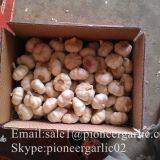 4.5-5cm, 5-5.5cm Ajo Morado Fresco Chino Con Embalaje de Cajas de Cartón thumbnail-2