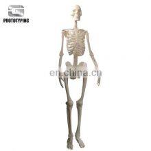 3d SLA SLS Artificial Skeleton Model Service thumbnail-1