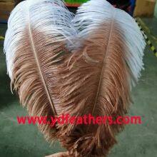 Ostrich Feather From China