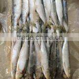 2015 Frozen Sardine wr for Fishing Bait 90-120pcs/ctn thumbnail-2