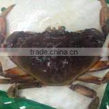 Live Dungeness Crab thumbnail-1