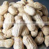 Factory Directly Sales Peanuts Kernel/red Skin/blanched/fried/roasted thumbnail-1