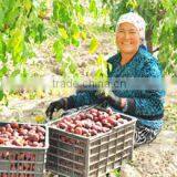 Xinjiang Datang In Western Region Agriculture Ecological Technology Co., Ltd. company overview - view 3 thumbnail