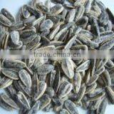 Chinese Roasted Salted 5009 Sunflower Seeds With Best Price