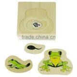 Physics Teaching Aids Model Development of Frog thumbnail-1