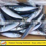 Frozen Atlantic Mackerel Scomber Scombrus with Good Price