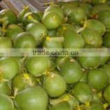 Vietnam Fresh Pomelo competitive price and High Quality