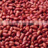 Chinese New Crop Raw Peanut Kernels thumbnail-1