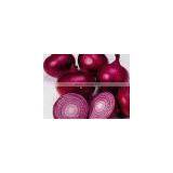 CELEBRITY EGYPTIAN CROP FRESH ONION GOOD PRICE thumbnail-4