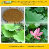 Lotus Leaf Extract 10:1 from GMP Certified Manufacturer