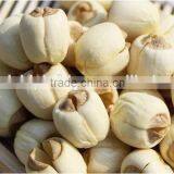 Nelumbo Nucifera Gaertn Lotus Nut Lotus Seeds thumbnail-3