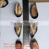Hot sale half shell mussel with good price/half shell green mussels