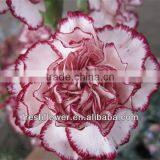 Fresh Cut Flowers----Carnation(more Heads) thumbnail-1