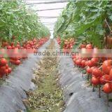 Banana And Tomato Binding Twine Spool Windering Machine thumbnail-5