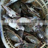 Frozen Blue Swimming Crab Products thumbnail-2