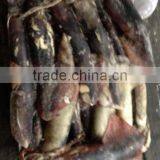 Export Products Peru Squid Meat WR thumbnail-2