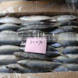 50-70 pcs/ctn frozen Indian mackerel(52pcs )