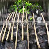 Ficus Altissima for Tropical Climate Garden Plants and Landscaping Trees thumbnail-2