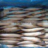 Frozen Fish (pacific Mackerel 200-300g) thumbnail-4
