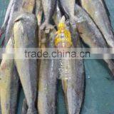 Frozen Mahi-mahi Fish WR Scientific Name Coryphaena Hippurus thumbnail-6