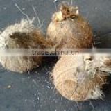 Fresh Dehusked Coconuts