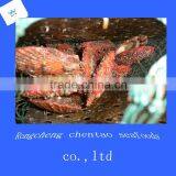 Frozen Scallops(japanese Scallops) thumbnail-2